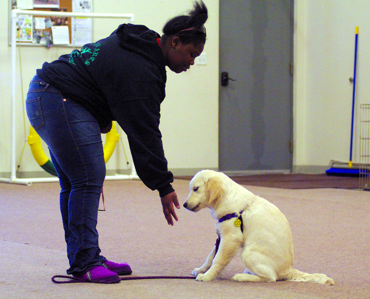 how to train a comfort dog