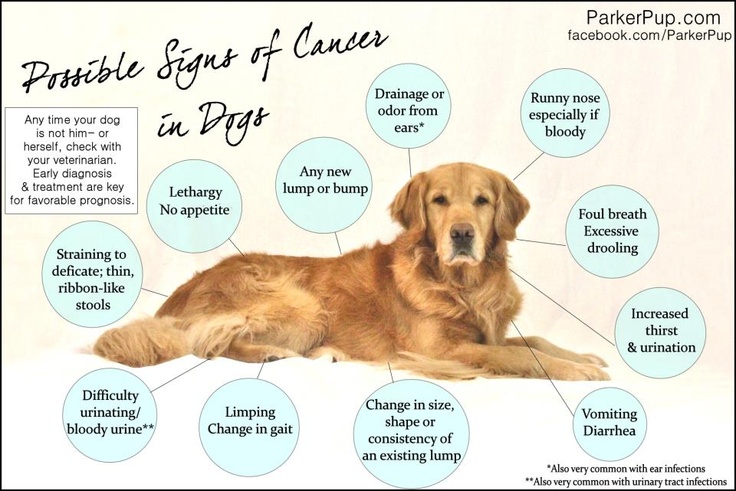 what does cancer in a dog look like