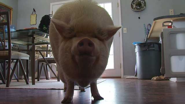 Wilbur, the Emotional Support Pig