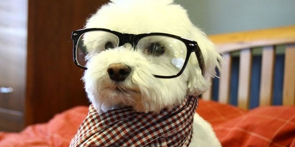 Dog with glasses and scarf outlet
