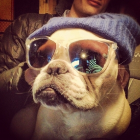 hipster dog 2