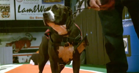 Service Dog Graduates in Place of Handler