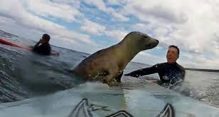 seal on surfboard