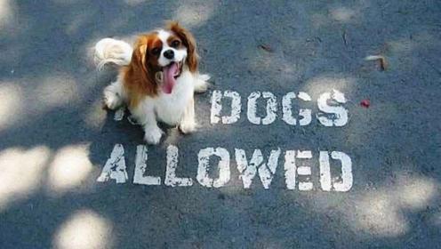 service dog discrimination
