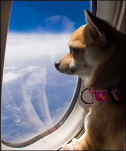 Flying with a dog in cabin