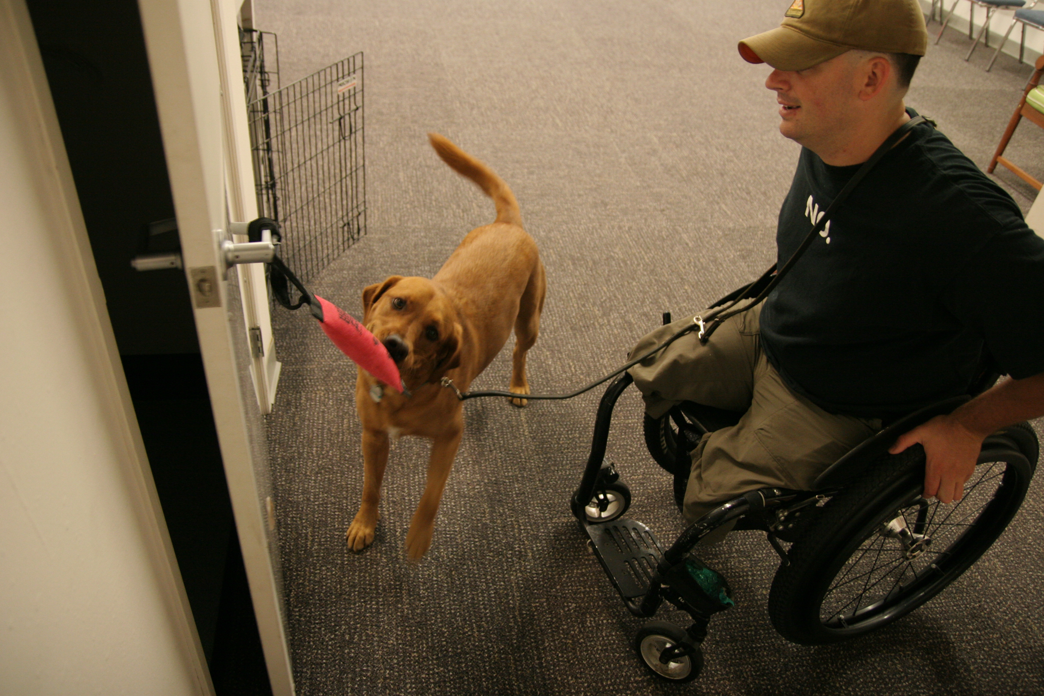 Service Dog Services and Tasks