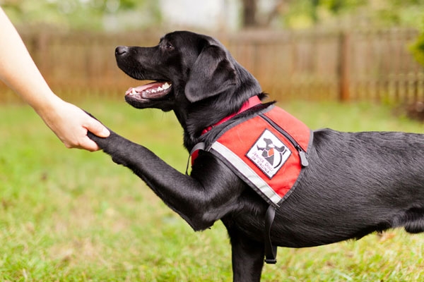 Training service dogs