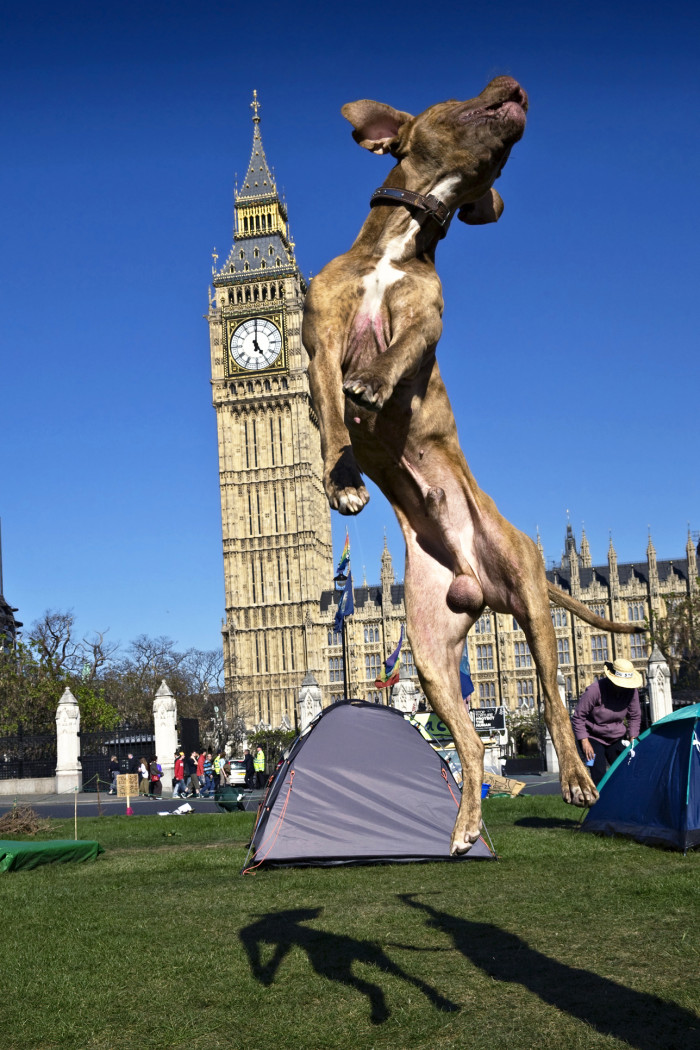 Traveling to London with your dog?