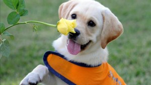Training a service dog