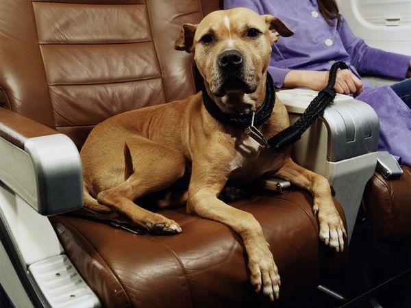 Dog in cabin of airplane