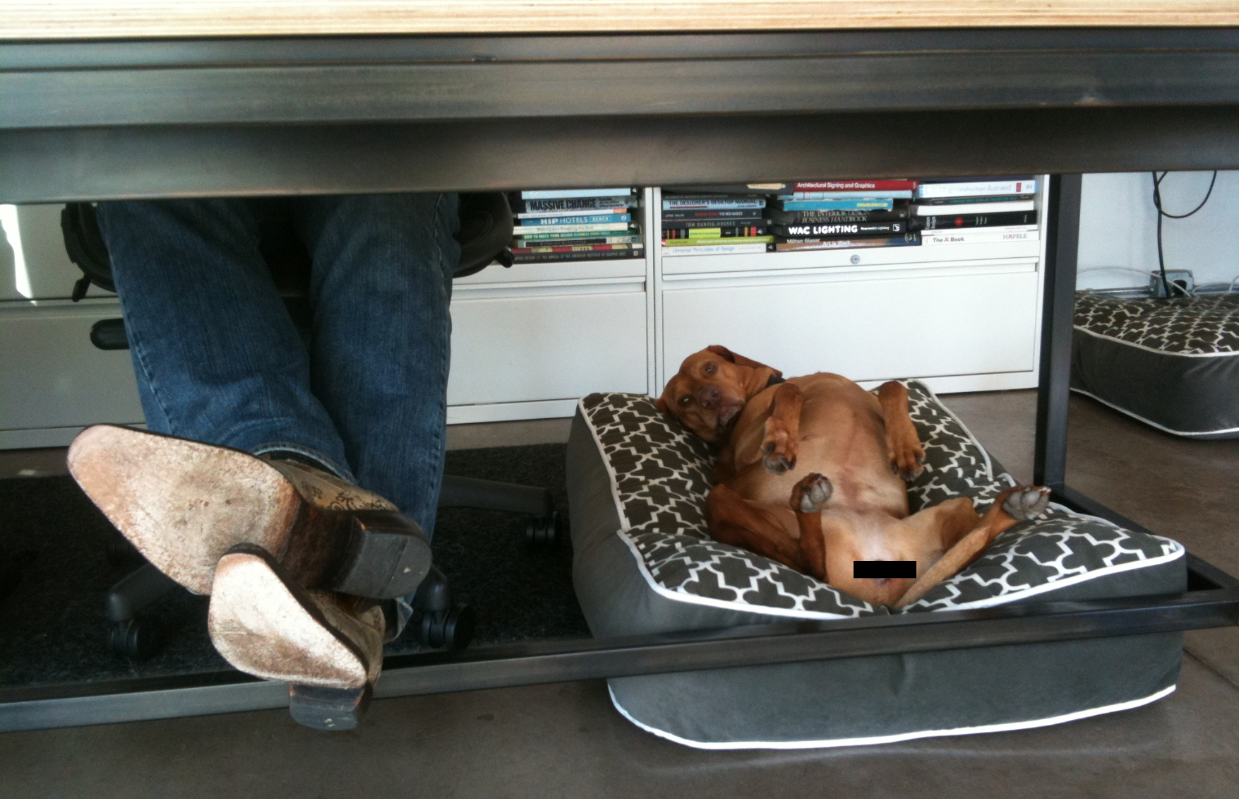 Service animals sales in the workplace