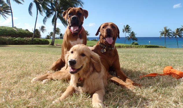 Travel with your dogs to Hawaii