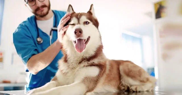 Can You Deduct Service Dog Veterinary Bills on Your Taxes?