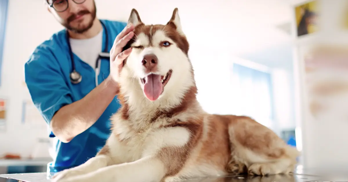 Can You Deduct Service Dog Veterinary Bills on Your Taxes?