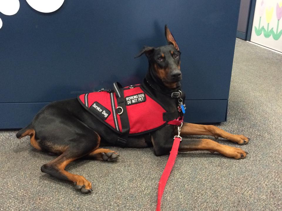 working service dog vest