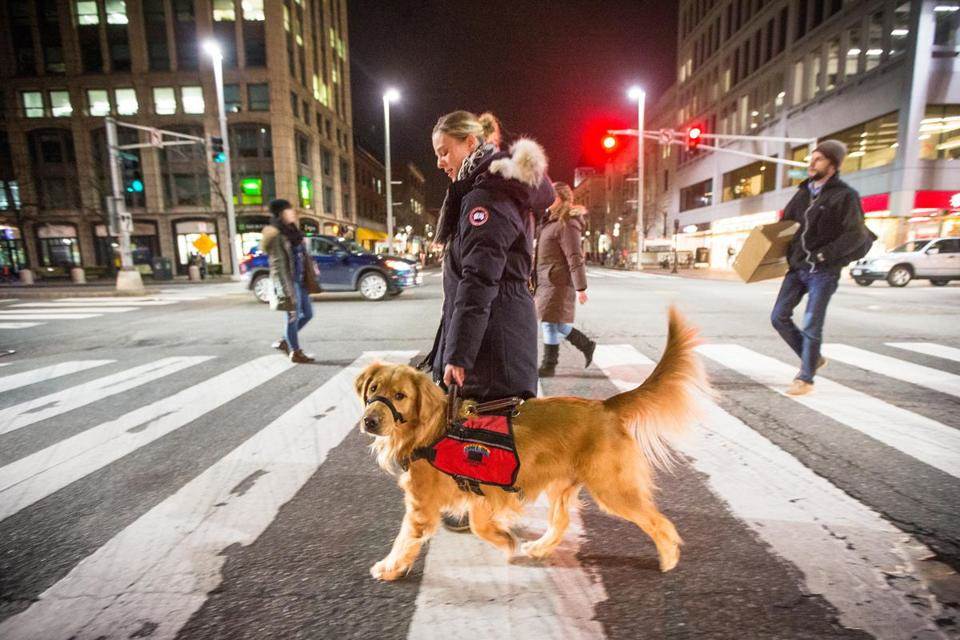 A fully-equipped Service Dogs on duty