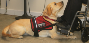 register my service dog