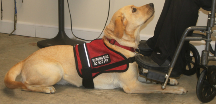 service dog in no pet apartment