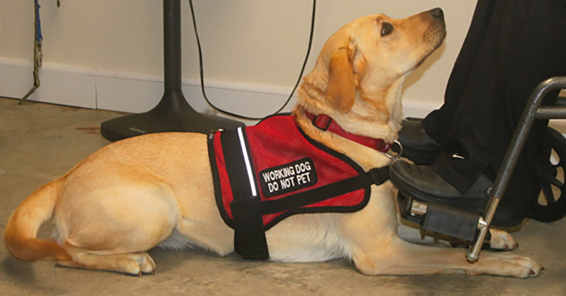 can service dogs sense migraines