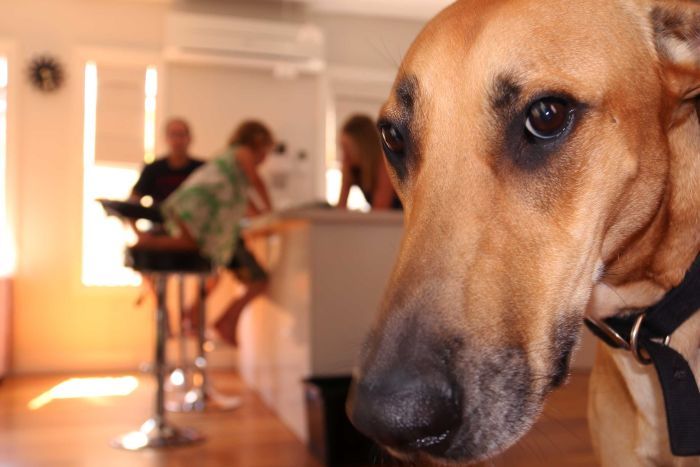 Service dog visiting an Airbnb with its handler