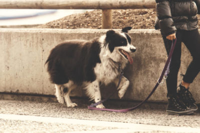 border collie support dog