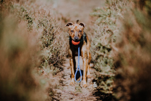 Types Of Specialized Dog Training Types Of Specialized Dog Training