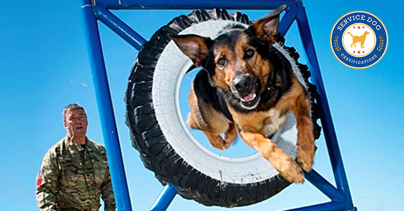 Trained service shop dog cost