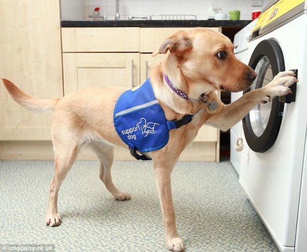 register dog as therapy dog