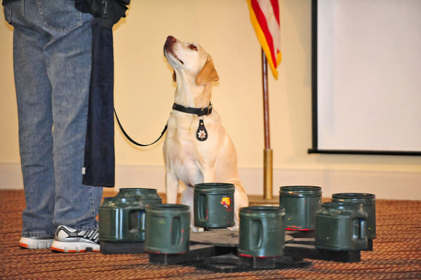 trained service dog cost
