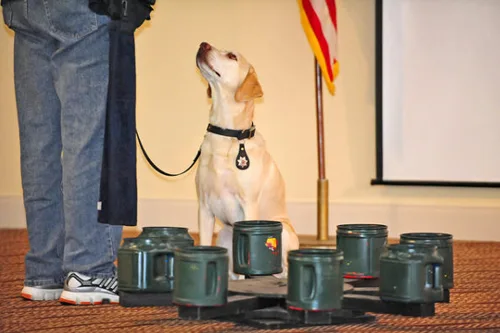 how many hours of training does a service dog need