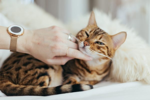 Emotional Support Cat - Service Dog Certifications
