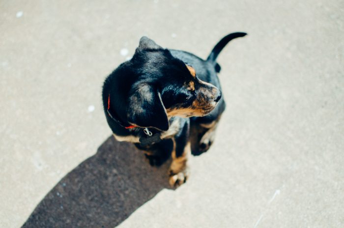 service animal training