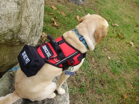 service dog vest with pockets