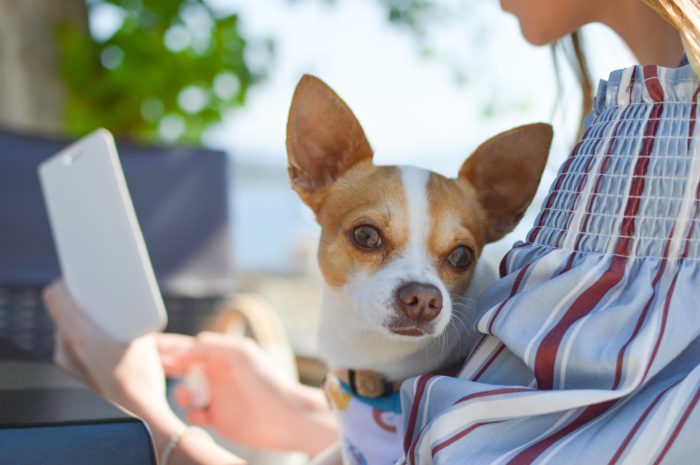 therapy dogs for depression therapy certification service certifications therapy dogs for depression therapy certification service certifications