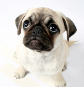 How To Certify A Therapy Dog Service Dog Certifications