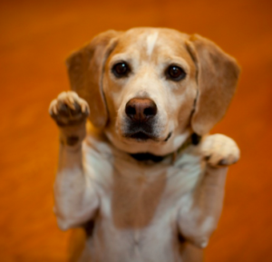 emotional assistance dog