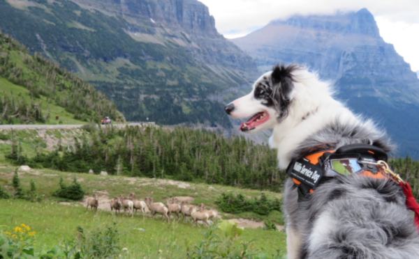 A Service Dog traveling in a foreign land.