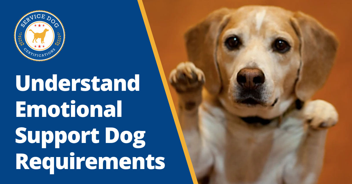 How to Train Dog for Emotional Support: Expert Tips for Success