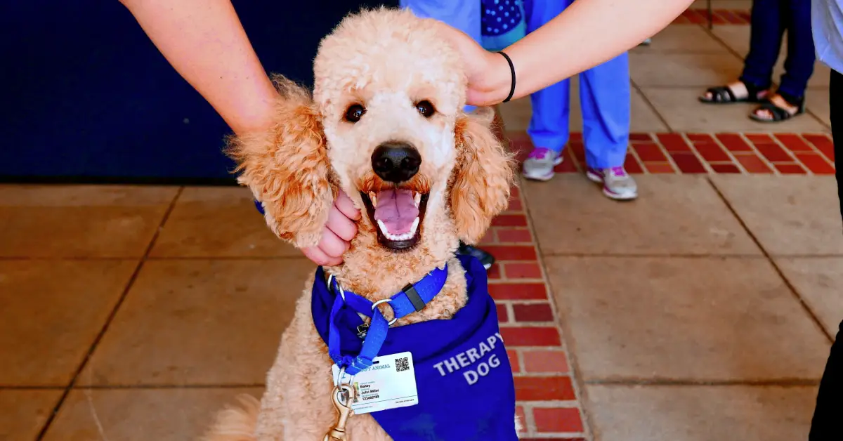 How to Certify a Therapy Dog