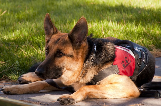 register your dog to be a service dog