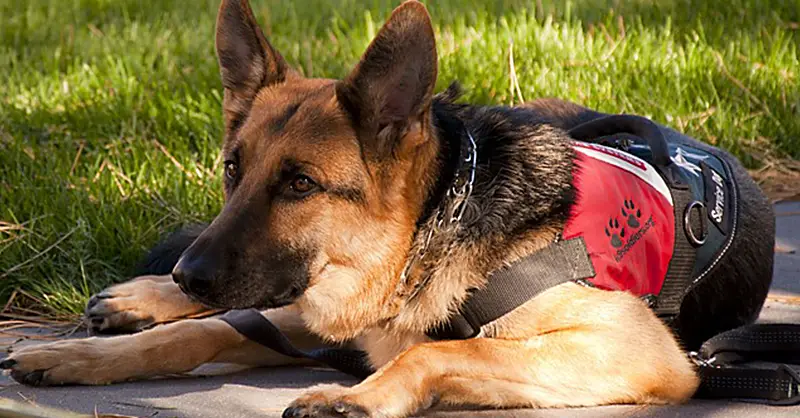 how to certify service dog