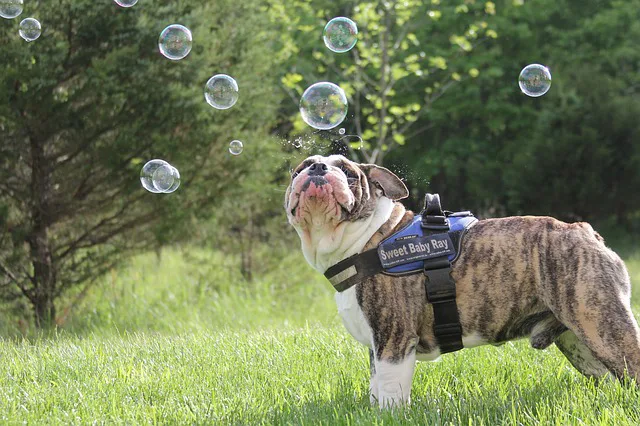 A service animal enjoying a small break in the park