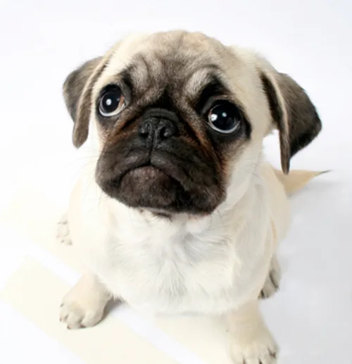 Certify a Therapy Dog - ServiceDogCertifications
