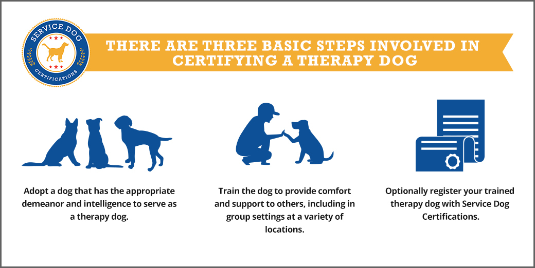 Three basic steps in certifying a therapy dog - Infographic - ServiceDogCertifications