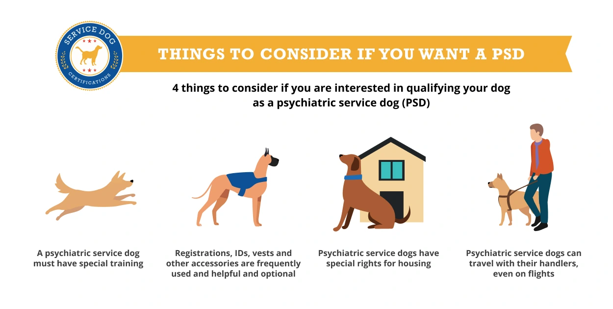 FVAH Maintaining pet health: Mental stimulation matters to your family pet  - FVAH