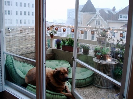 Service dog on balcony