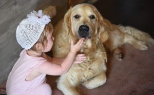 service dog at home