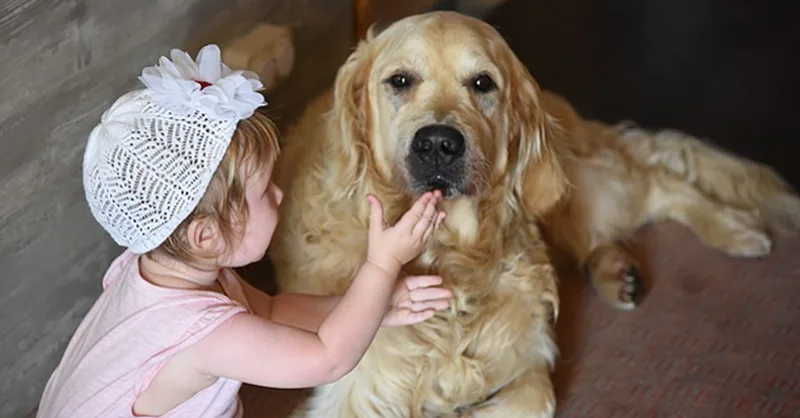 Service dog at home