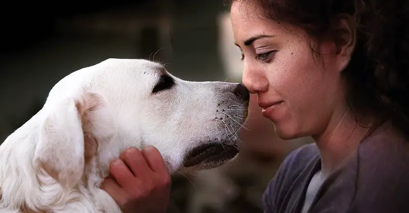 dog travel for service dogs