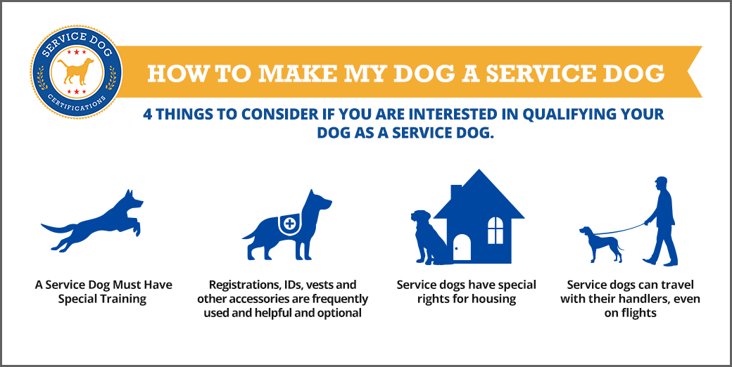 How to make my dog a service dog (infographic)